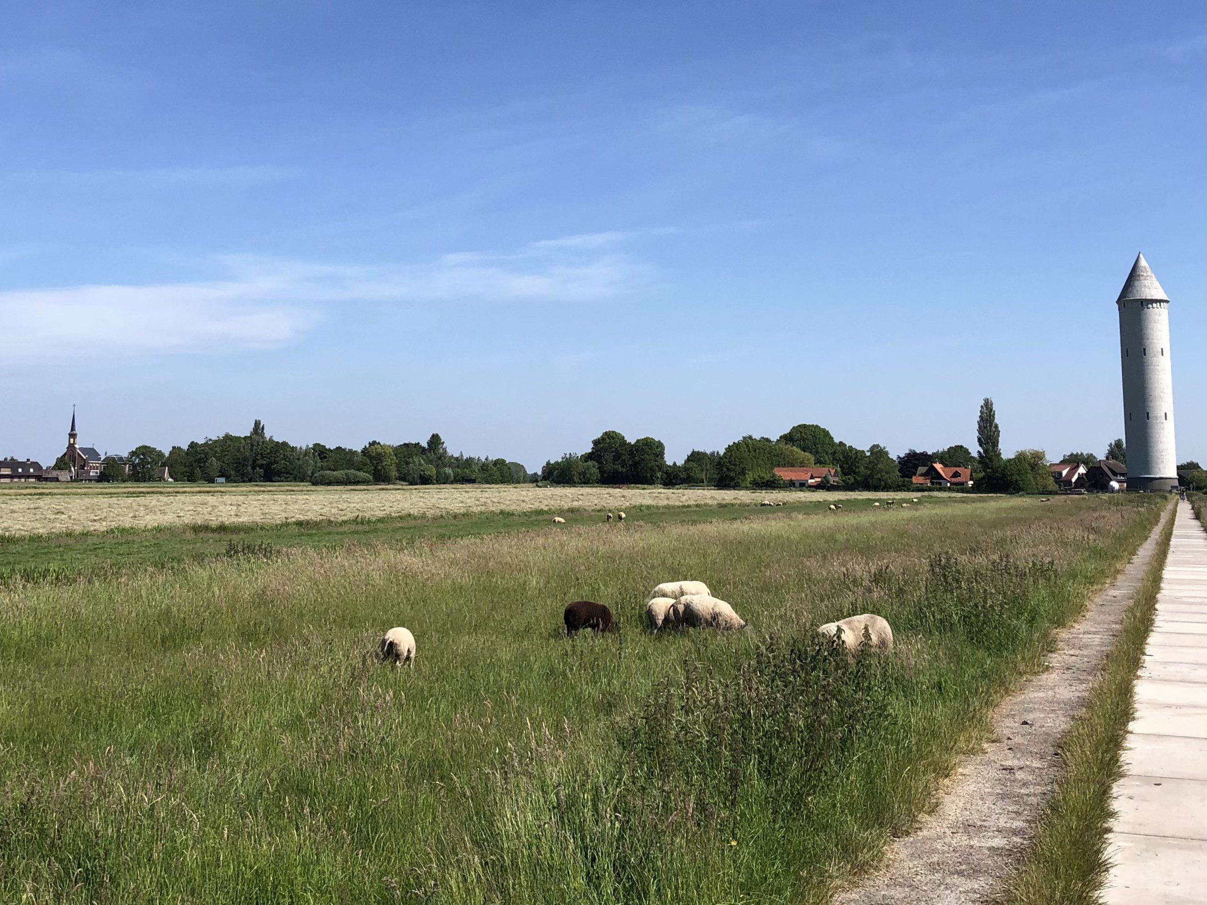 E10 krt 11 Watertoren met schapen