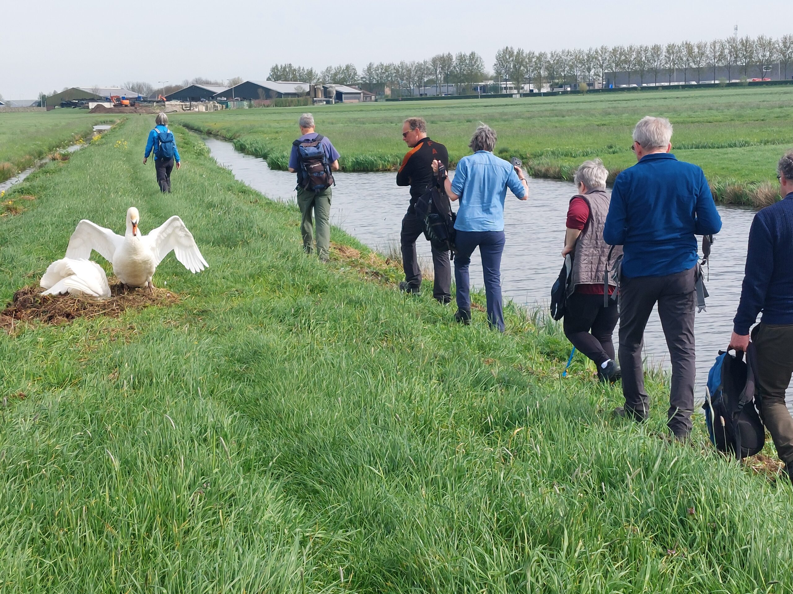 Op safari door de wildernis van het Groene Hart